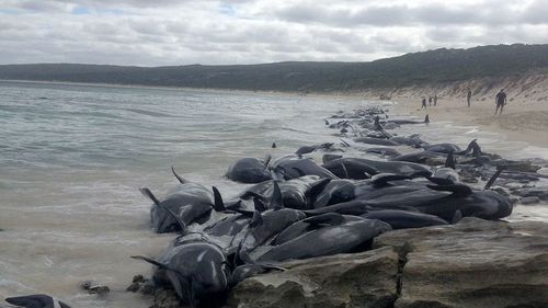 На берег австралии выбросились 150 дельфинов. власти опасаются скопления акул