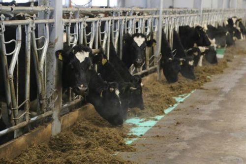 Производство молока в вологодской области планируют увеличить на 1300 тонн